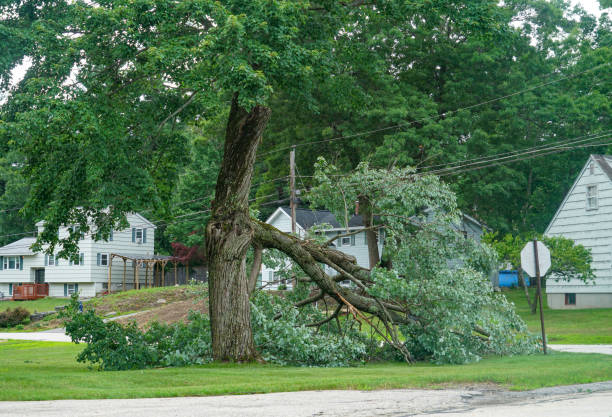 Tree Removal for Businesses in Genola, UT